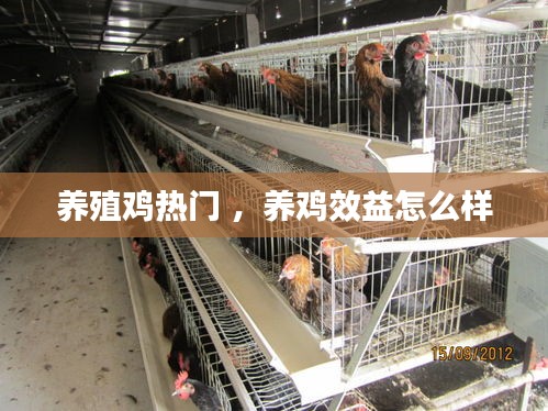 养殖鸡热门 ，养鸡效益怎么样