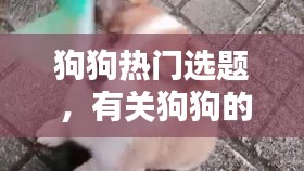 狗狗热门选题 ，有关狗狗的小问题选择题