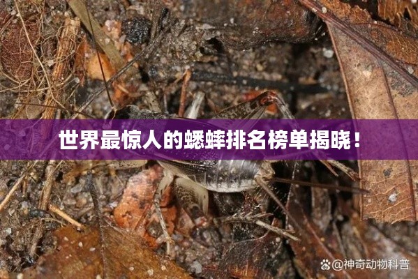 世界最惊人的蟋蟀排名榜单揭晓！