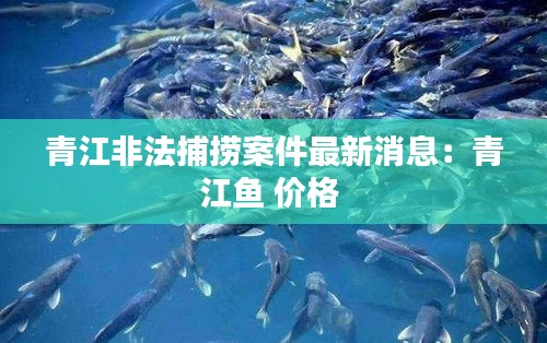 青江非法捕捞案件最新消息：青江鱼 价格 