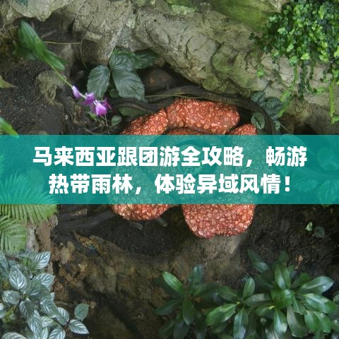 马来西亚跟团游全攻略，畅游热带雨林，体验异域风情！