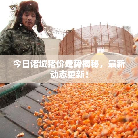 今日诸城猪价走势揭秘，最新动态更新！