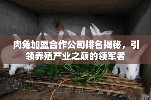 肉兔加盟合作公司排名揭秘，引领养殖产业之巅的领军者