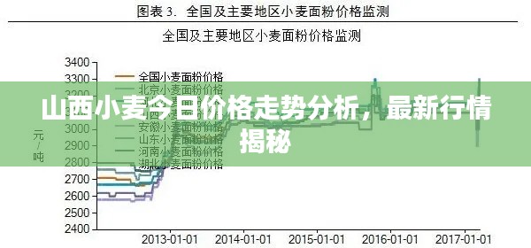山西小麦今日价格走势分析，最新行情揭秘