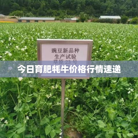今日育肥牦牛价格行情速递