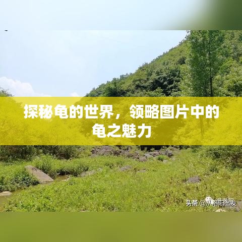 探秘龟的世界，领略图片中的龟之魅力
