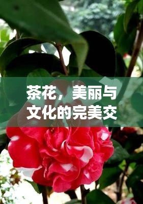 茶花，美丽与文化的完美交融