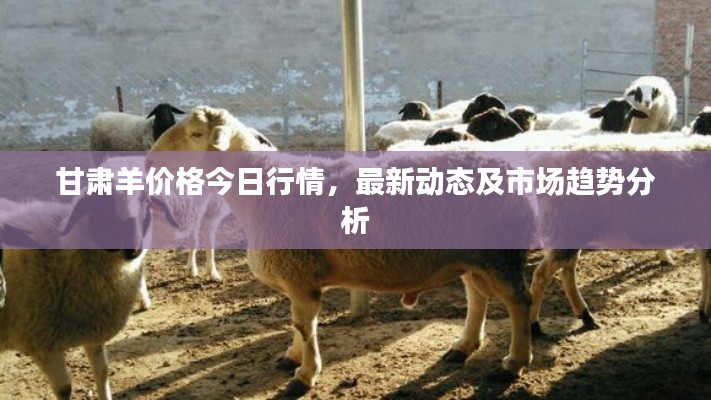 甘肃羊价格今日行情，最新动态及市场趋势分析