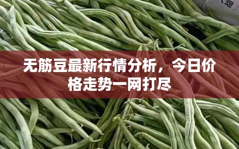 无筋豆最新行情分析，今日价格走势一网打尽