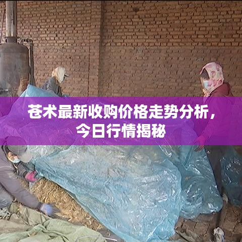 苍术最新收购价格走势分析，今日行情揭秘
