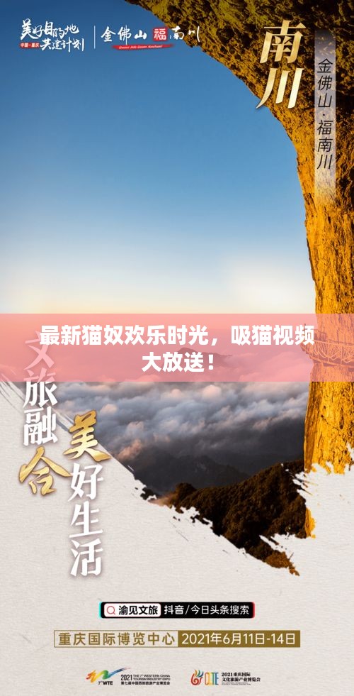 最新猫奴欢乐时光，吸猫视频大放送！