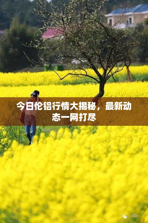 今日伦铝行情大揭秘，最新动态一网打尽