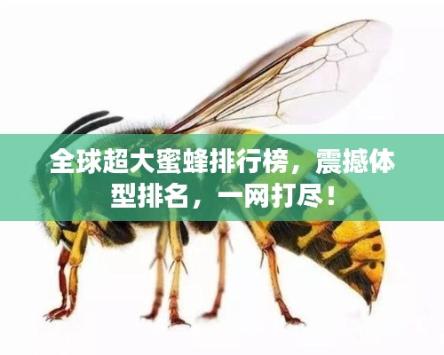 全球超大蜜蜂排行榜，震撼体型排名，一网打尽！