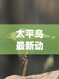 太平鸟最新动态揭秘，今日更新消息抢先看