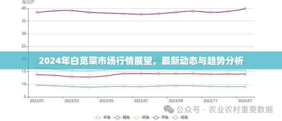 2024年白苋菜市场行情展望，最新动态与趋势分析