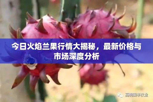 今日火焰兰果行情大揭秘，最新价格与市场深度分析