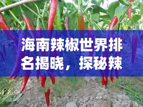 海南辣椒世界排名揭晓，探秘辣椒之岛的魅力
