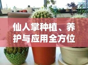仙人掌种植、养护与应用全方位指南，最新攻略助你轻松掌握！