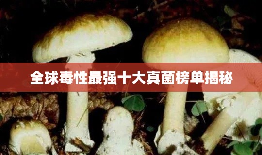 全球毒性最强十大真菌榜单揭秘