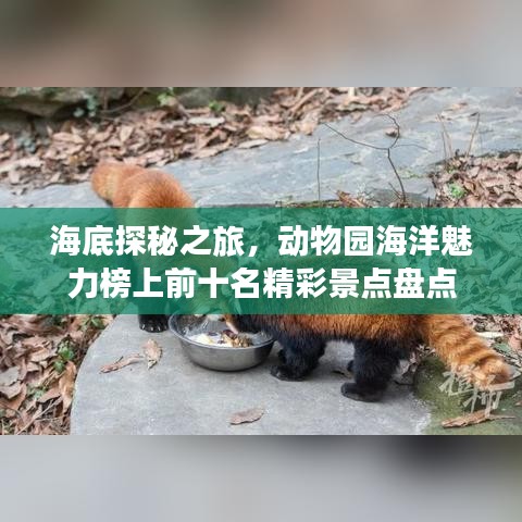 海底探秘之旅，动物园海洋魅力榜上前十名精彩景点盘点