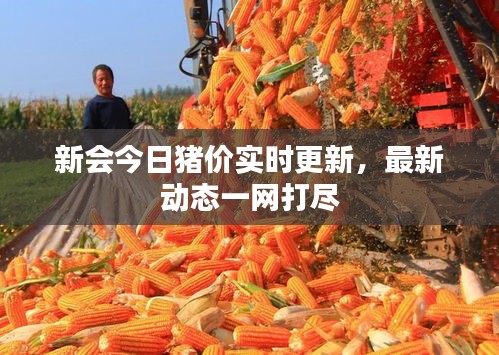 新会今日猪价实时更新，最新动态一网打尽