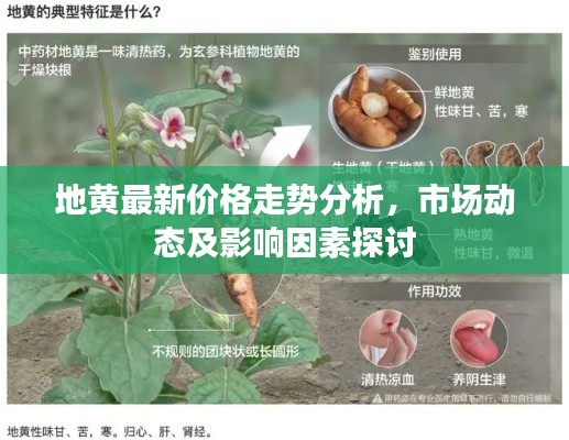 地黄最新价格走势分析，市场动态及影响因素探讨