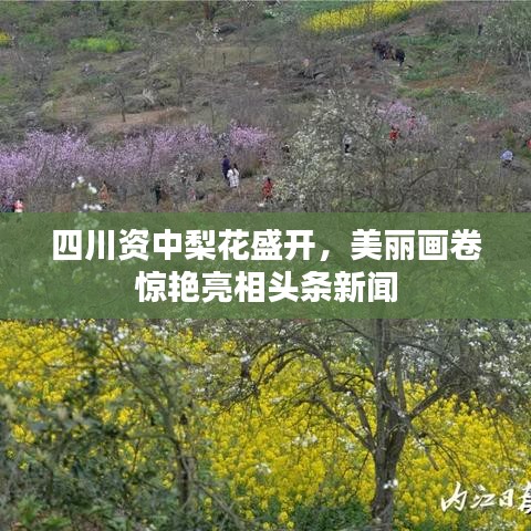 四川资中梨花盛开，美丽画卷惊艳亮相头条新闻