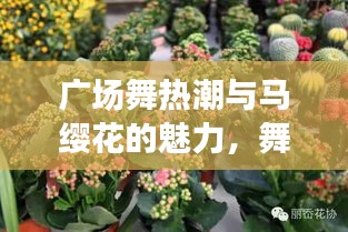 广场舞热潮与马缨花的魅力，舞动之花引领风尚潮流