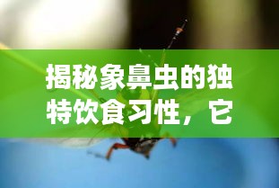 揭秘象鼻虫的独特饮食习性，它们究竟吃什么？
