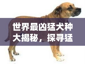 世界最凶猛犬种大揭秘，探寻猛犬霸主排名