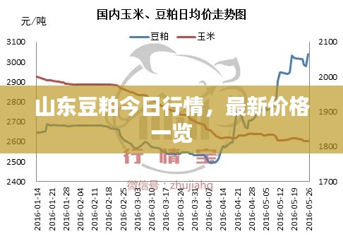 山东豆粕今日行情，最新价格一览