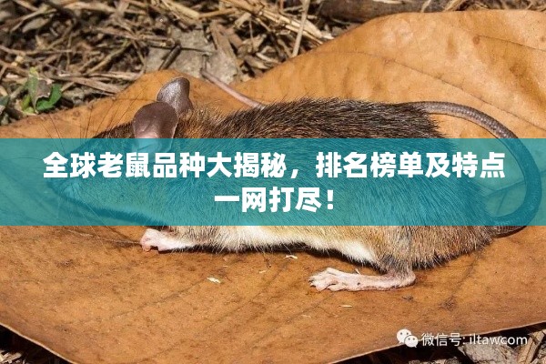 全球老鼠品种大揭秘，排名榜单及特点一网打尽！
