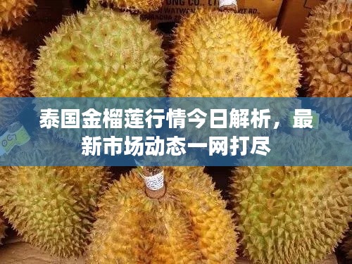 泰国金榴莲行情今日解析，最新市场动态一网打尽