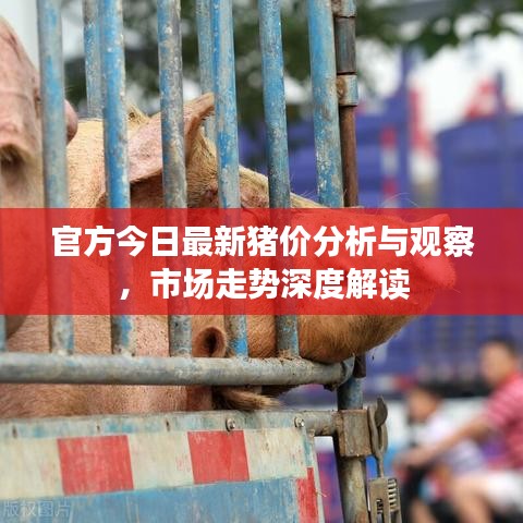 官方今日最新猪价分析与观察，市场走势深度解读