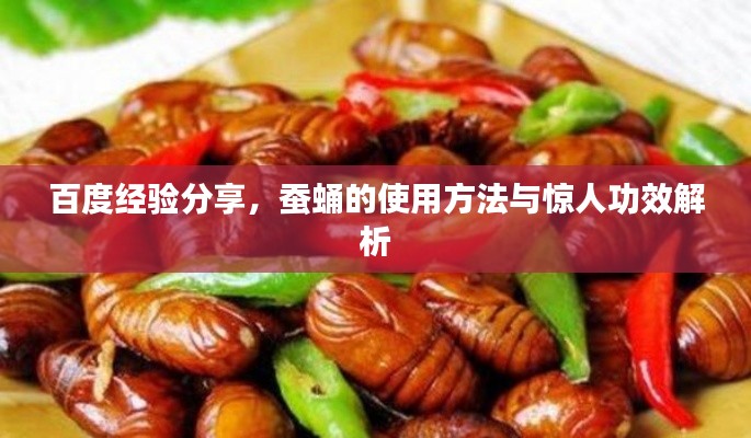 百度经验分享，蚕蛹的使用方法与惊人功效解析
