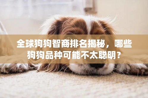 全球狗狗智商排名揭秘，哪些狗狗品种可能不太聪明？