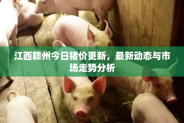 江西赣州今日猪价更新，最新动态与市场走势分析