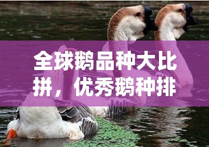 比翼鸟
