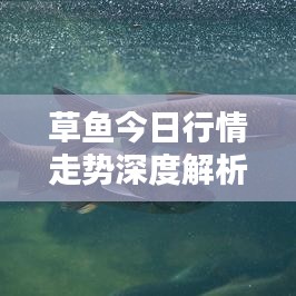 草鱼今日行情走势深度解析