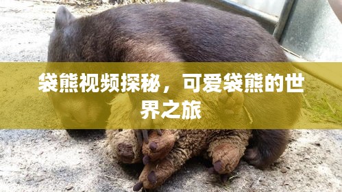 袋熊视频探秘，可爱袋熊的世界之旅