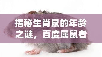 揭秘生肖鼠的年龄之谜，百度属鼠者究竟多少岁？