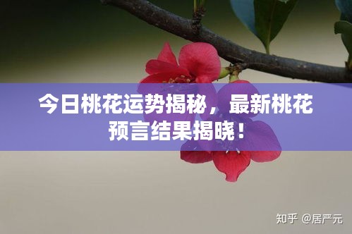今日桃花运势揭秘，最新桃花预言结果揭晓！