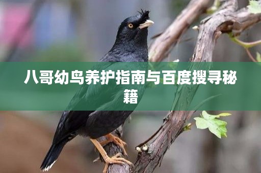 八哥幼鸟养护指南与百度搜寻秘籍