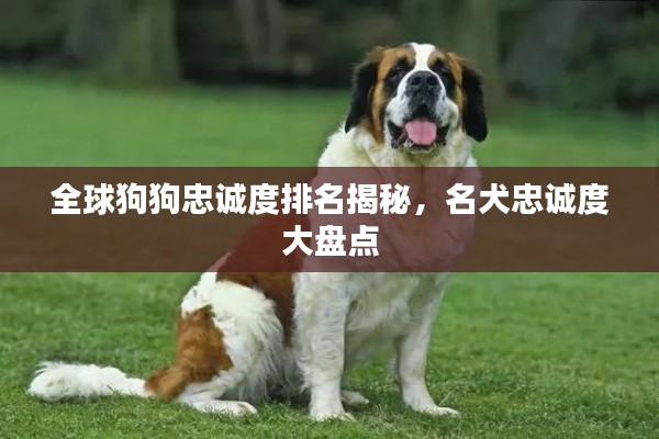 全球狗狗忠诚度排名揭秘，名犬忠诚度大盘点