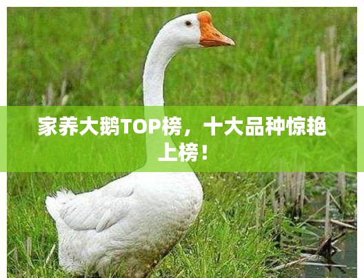 家养大鹅TOP榜，十大品种惊艳上榜！