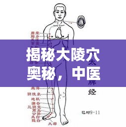 揭秘大陵穴奥秘，中医穴位知识一网打尽
