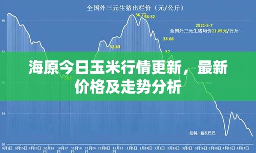 海原今日玉米行情更新，最新价格及走势分析