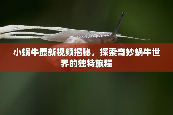 小蜗牛最新视频揭秘，探索奇妙蜗牛世界的独特旅程