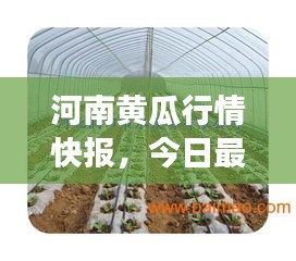 河南黄瓜行情快报，今日最新价格及市场动态